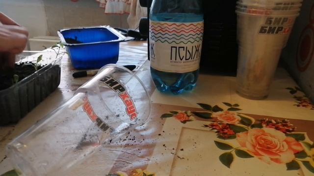 daily / пересадка рассады помидоров Дачник и Бычье сердце Роуз / 3 мая смотреть онлайн