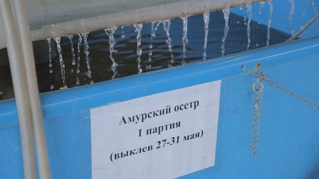 ВНИРО - гиганты Амура смотреть онлайн