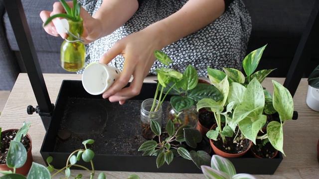 Ma Petite Nurserie Végétale 🌿 [Thérapie Végétale]