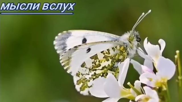 1 Самвел Ад хотел продать друзей.Радушная хозяйка))А мы не будем и призывать. смотреть онлайн