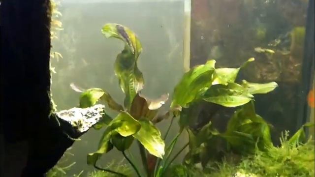 180. Флорариум, водный мир 