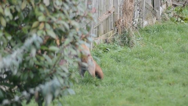 Fox dance смотреть онлайн