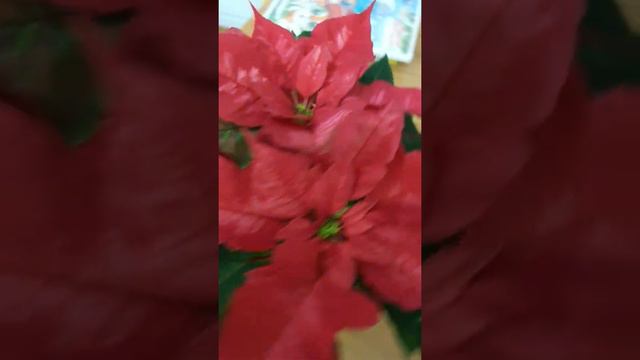 Пуансеттия - мой новый житель смотреть онлайн