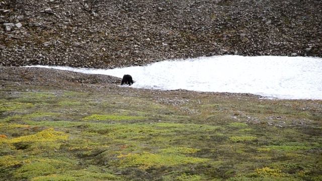 Путешествие на Вачкажец, Камчатка | Trip to the Vachkazhets, Kamchatka смотреть онлайн