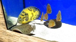 Астронотус с дискусами