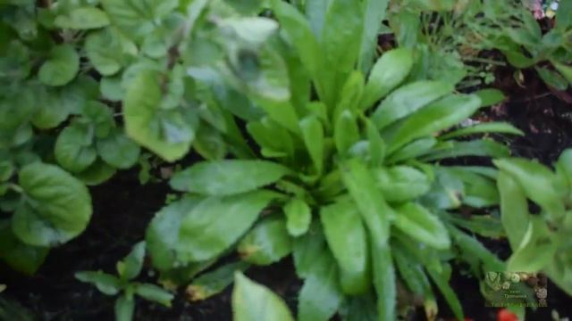 Огород в Латвии . Июль. Миксбордер .1 часть. смотреть онлайн