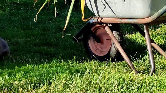 Хочу мышку! ( ЗАБАВНОЕ ) Смотреть со звуком погромче )))))