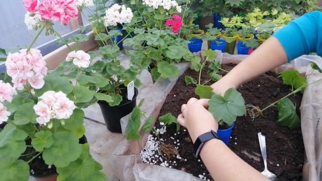 УКОРЕНЯЕМ ПЛЮЩЕЛИСТНУЮ ПЕЛАРГОНИЮ ЗИМОЙ смотреть онлайн