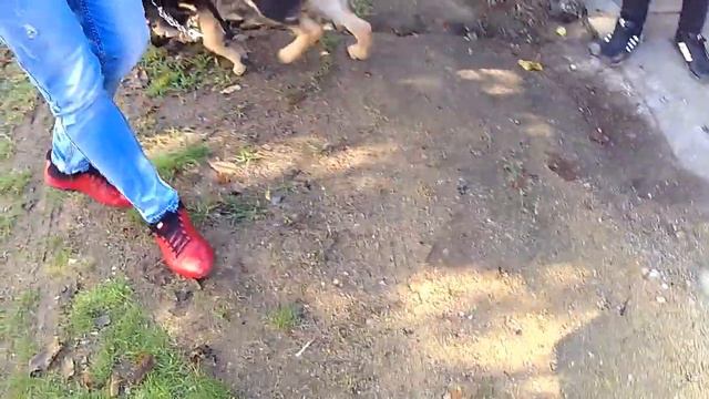 наш щенок почти 5 месяцев смотреть онлайн