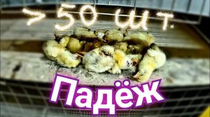 БИЗНЕС НА БРОЙЛЕРАХ - не для СЛАБАКОВ!