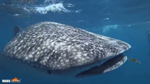 Floppy Whale Sharking Ningaloo Reef Exmouth смотреть онлайн