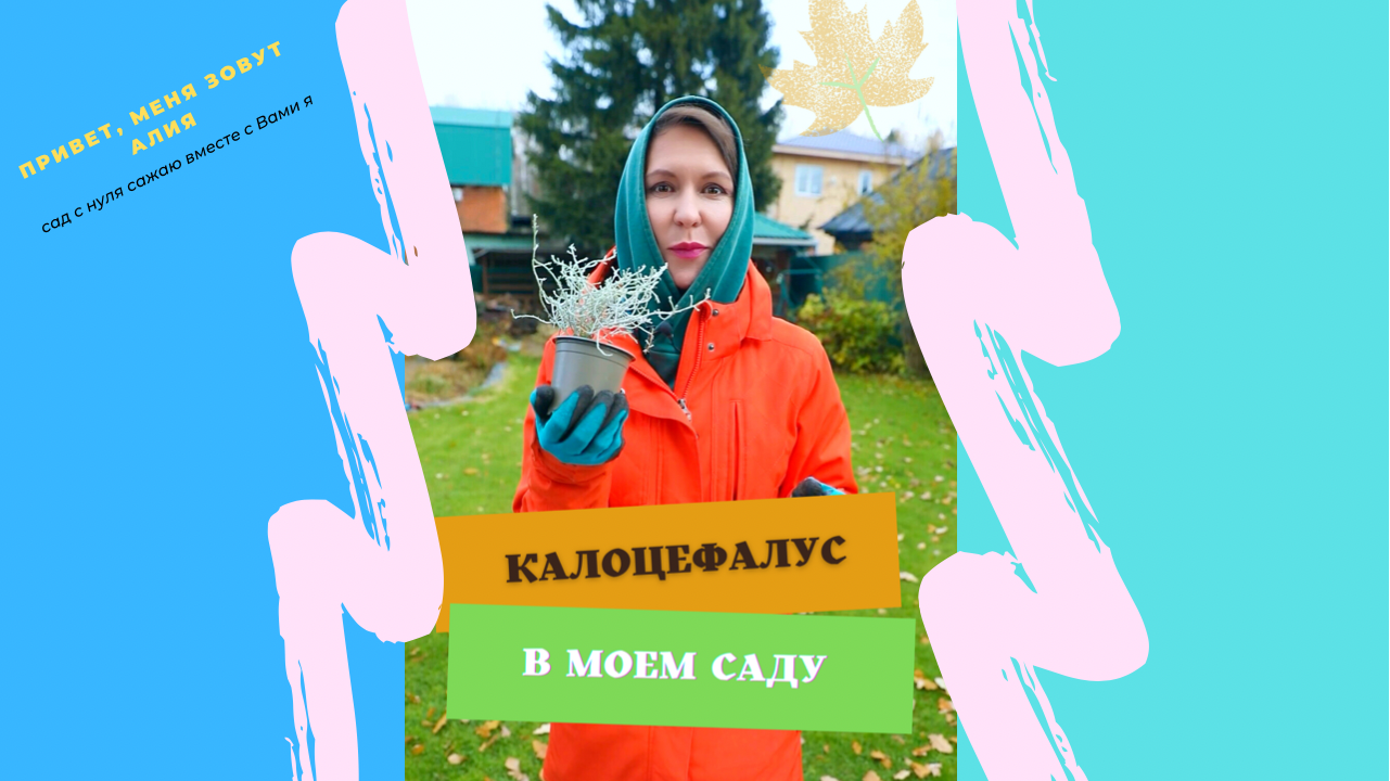 Как я выращиваю калоцефалус. Мой секрет в видео #калоцефалус #садогород #пересадкацветов  #садовыецв