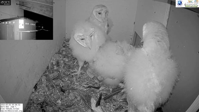 Barn owl nestlings gulp down HUGE rodent (jird) in 18 minutes in the LIVE Barn Owl Israel 4K Cam 1 смотреть онлайн