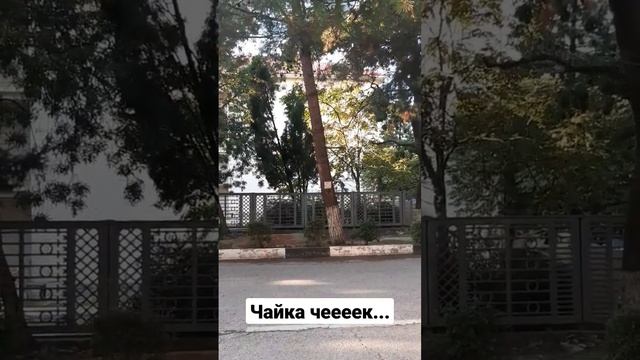 Встретил чайку #animals #реки #море #геленджик смотреть онлайн