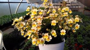 Ампельная немезия