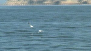 Саркел. По ту сторону моря.