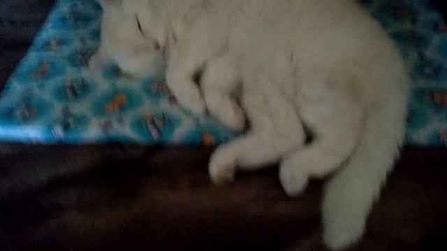 Мой любимый Всеволод он же Сева смотреть онлайн