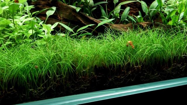 Eleocharis pusilla | previously known as "acicularis 'Mini' " смотреть онлайн