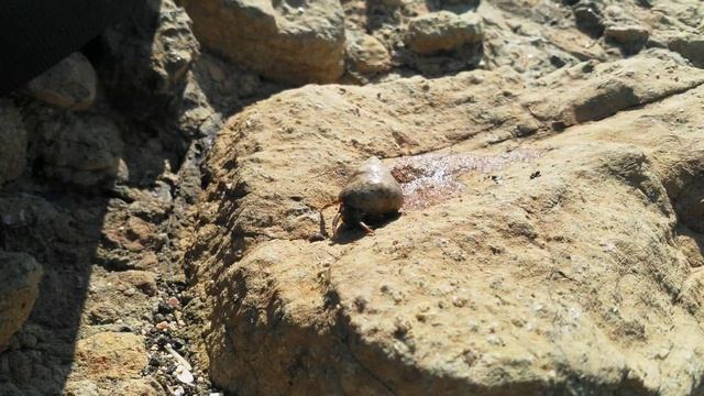 Рак отшельник:) смотреть онлайн