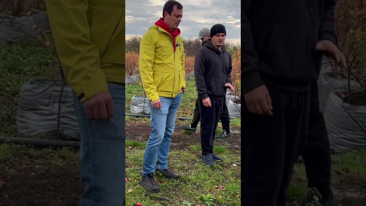 Голубика растёт в черноземе! Полное видео на канале. #голубика #блюкроп #bluecrop смотреть онлайн