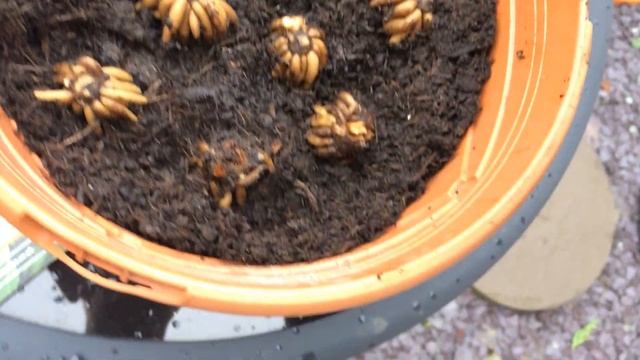 Planting up Ranunculus | How to grow Potted Ranunculus смотреть онлайн