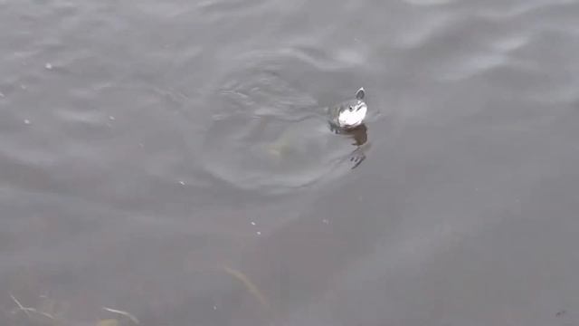 Acme Little Cleo смотреть онлайн