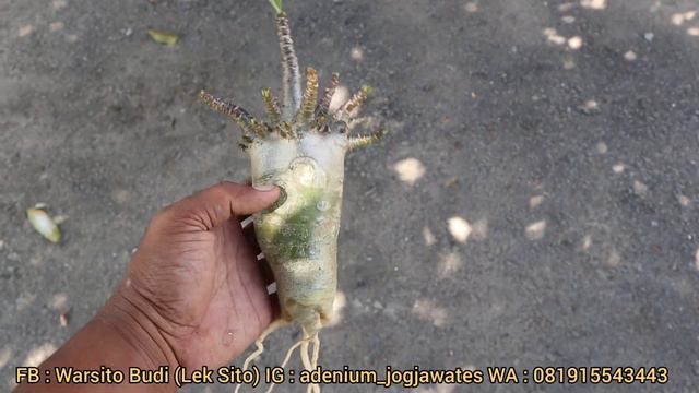 ADENIUM ARABICUM HIYBRID .PROSES PROGAM AKAR & CABANG (OMEGA F2) смотреть онлайн