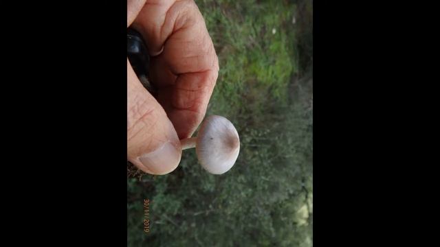 Inocybe sp Greece by Theo fotiadis смотреть онлайн