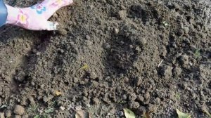 ПОСЕВ ФЛОКСОВ ПОД ЗИМУ без заморочек! Лучший способ посева флоксов сразу в грунт.