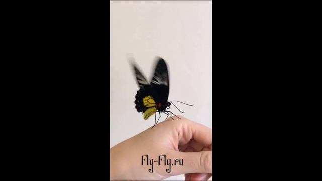 Бабочка Тройдес или Troides Rhadamantus смотреть онлайн