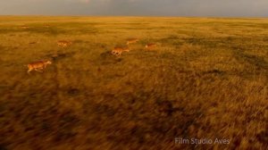 Бегущие сайгаки в Калмыкии - 80км/ч | Film Studio Aves