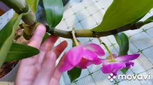 Дендробиум отцветает, что делать дальше?#дендробиум_отцветает