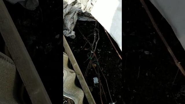 Виноградник обзор, раскрытие кустов апрель 2019 смотреть онлайн