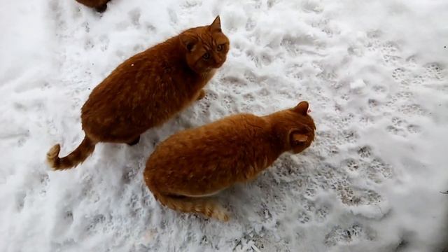 Кошачье житиё, бытиё! смотреть онлайн