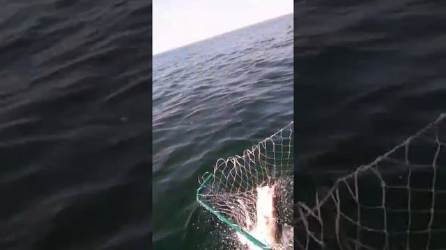 Морской судак. Отчёты. смотреть онлайн