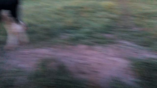 Как мы управляемся с бычком/ДЕРЕВЕНСКИЙ ПИОНЕР смотреть онлайн