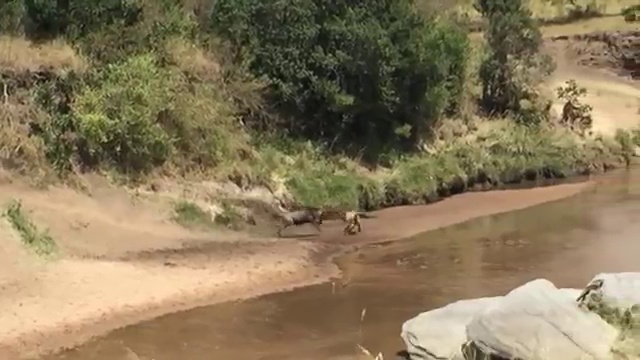 Львица и гну неожиданно меняются местами смотреть онлайн