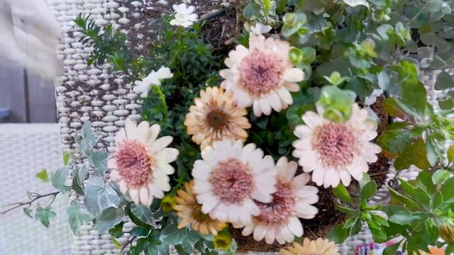 SUB【ガーデニング】春の大人カワイイ寄せ植え/半日陰の宿根草/鉢の購入/ベランダの家庭菜園/初心者の庭造り/ベランダガーデン/Balcony garden/Gardening/발코니 정원/원예🌷 смотреть онлайн