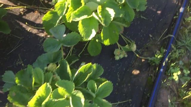 Сорт клубники Эми (Amy) - крупная ягода смотреть онлайн