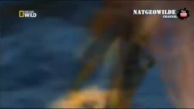 Умная птица ловит рыбу на приманку смотреть онлайн
