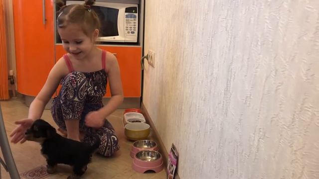 ?«ПОКУПКА ЩЕНКА»? «ЩЕНОК В ДОМЕ (день 1-й.)»? смотреть онлайн