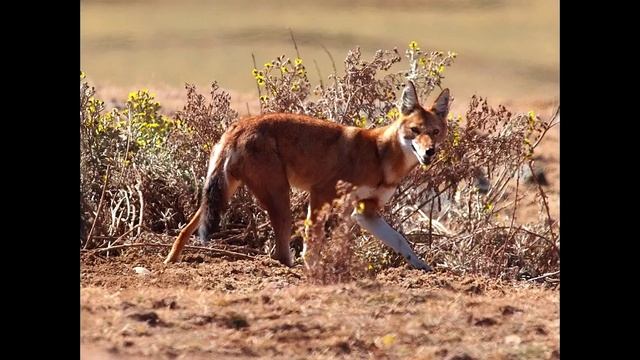 Эфиопский Волк. Описание вида, фото смотреть онлайн