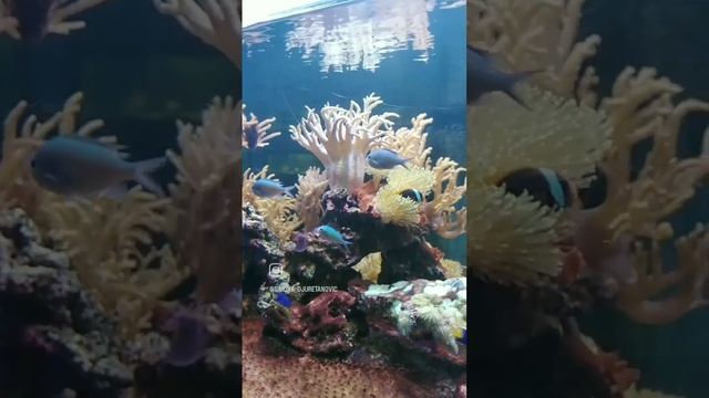 Coral aquarium at Faculty of Science, University of Kragujevac, Serbia ??? смотреть онлайн