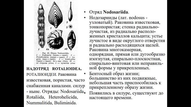 Лекция 2 Простейшие, губки, археоциаты_1 смотреть онлайн