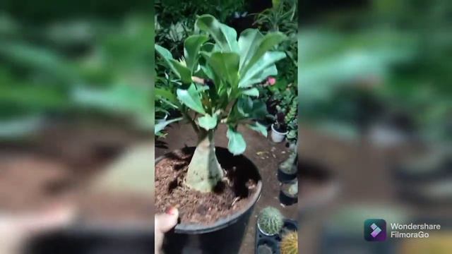 birthday gift || bonsai || adenium ||plant love || complete day vlog with celebrations || plants hu смотреть онлайн