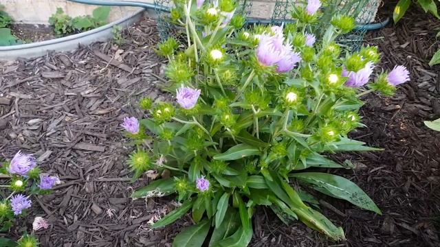 NATIVE PLANT OF THE DAY: STOKES ASTER, STOKESiA LAEVIS смотреть онлайн