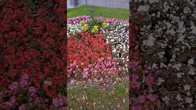 Цветки смотреть онлайн