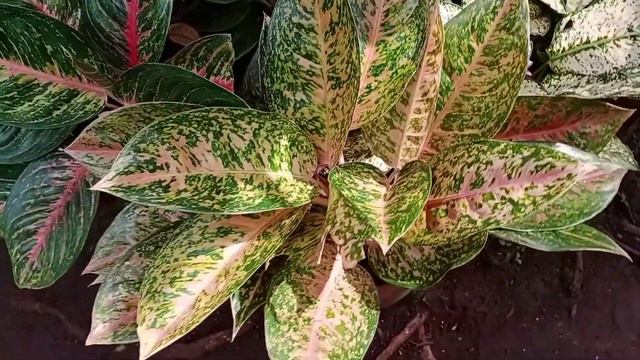 My Aglaonema Collection смотреть онлайн