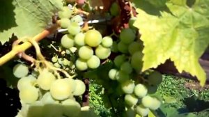 Любава виноград