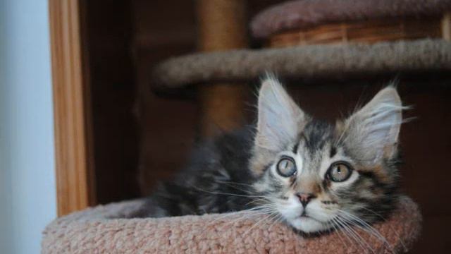 Котята Мейн Кун в Москве смотреть онлайн